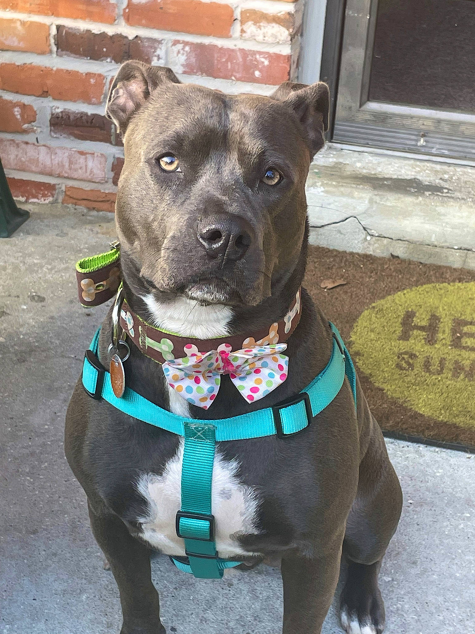 Annie Oakley joined the competition — help win amazing prizes! canidae, carnivore, collar, companion_dog, dog, dog_breed, dog_collar, dog_supply, electric_blue, fashion_accessory, fawn, guard_dog, leash, liver, pet_supply, snout, sporting_group, whiskers, window, working_animal