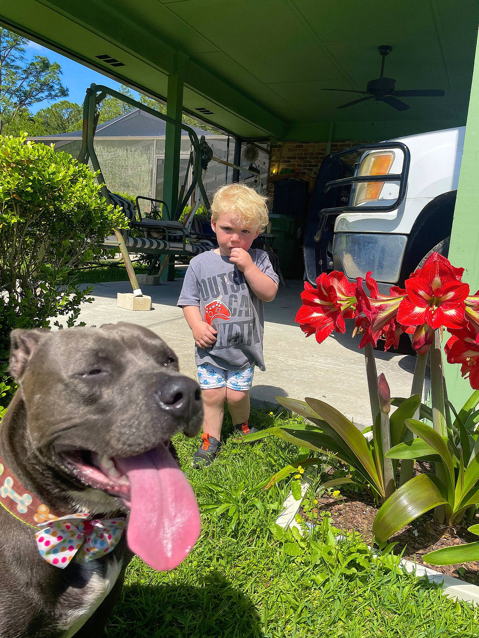 Annie Oakley is registered to the contest to win money with this photo: annual_plant, carnivore, collar, companion_dog, dog, dog_breed, dog_collar, floral_design, floristry, flower, flower_arranging, flowering_plant, grass, green, petal, plant, shorts, terrestrial_plant, tree, vehicle