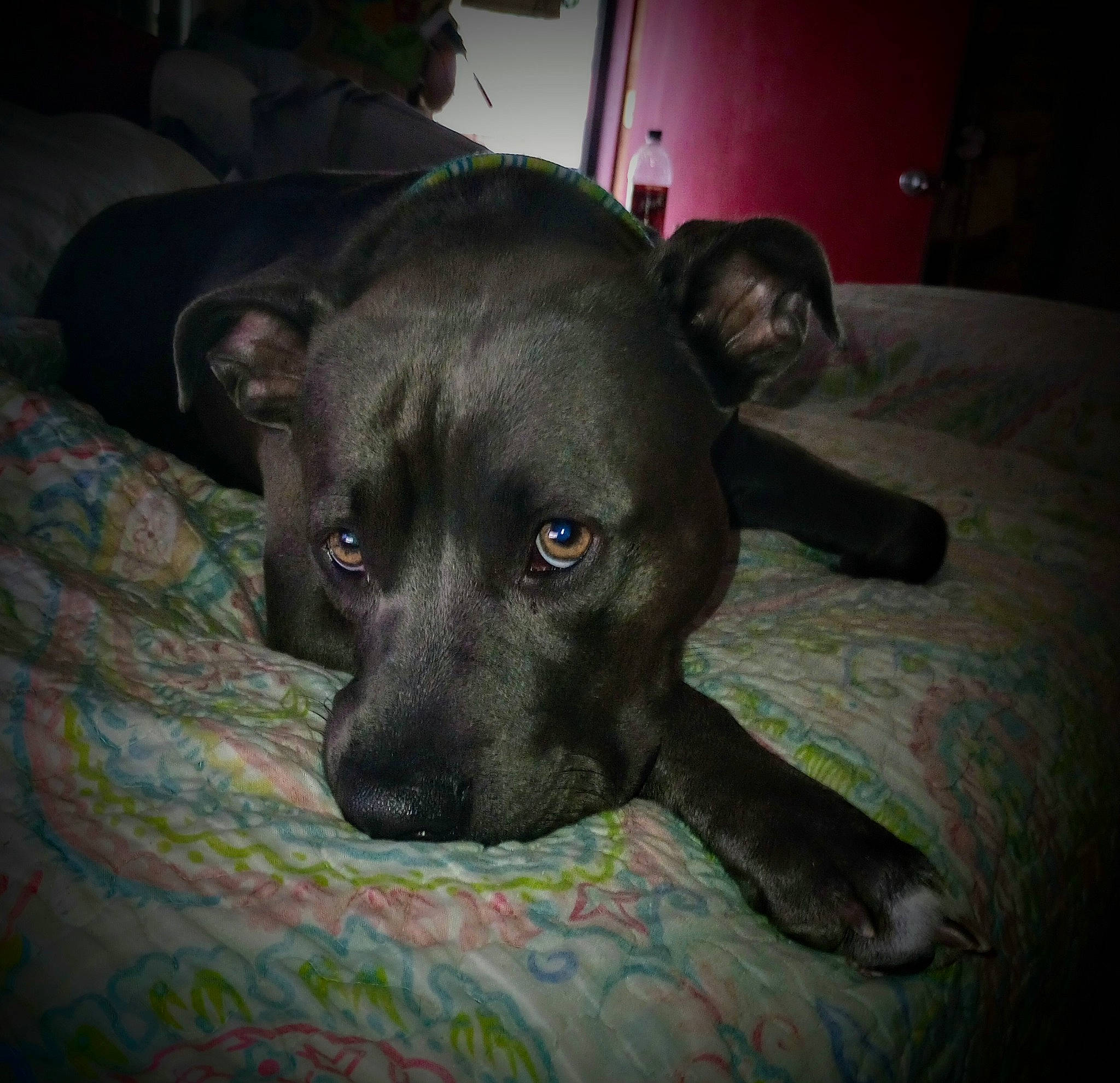 Annie Oakley joined the competition — help win amazing prizes! borador, canidae, carnivore, comfort, companion_dog, dog, dog_breed, dog_supply, fawn, grey, guard_dog, non_sporting_group, snout, sporting_group, terrestrial_animal, whiskers, working_animal