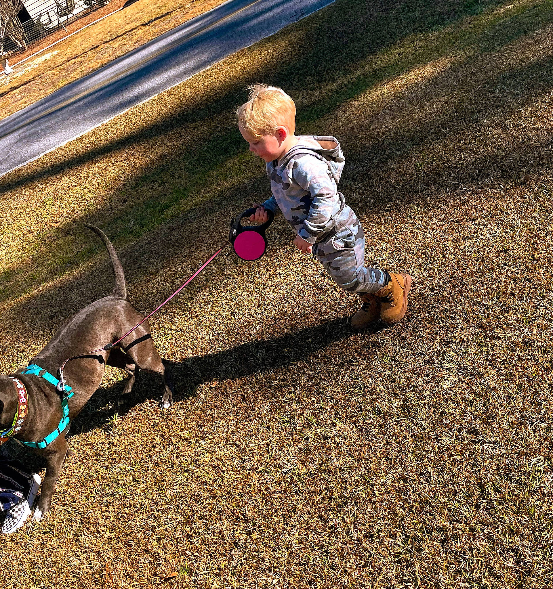 Annie Oakley joined the competition — help win amazing prizes! asphalt, child, companion_dog, eye, grass, head, human_leg, landscape, leash, leisure, outdoor_play_equipment, people_in_nature, recreation, road_surface, shadow, sitting, soil, tints_and_shades, toddler, working_animal
