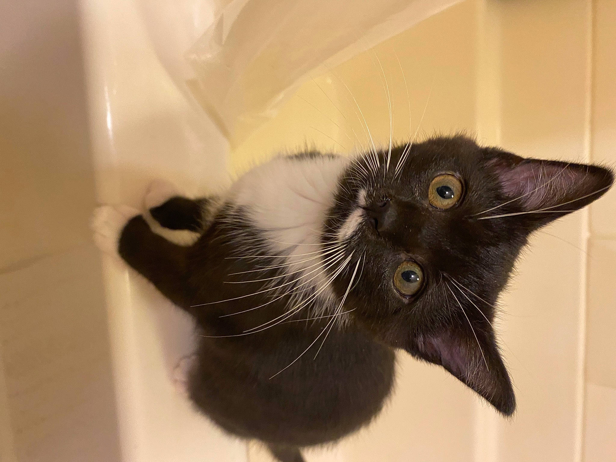 Cake is registered to the contest to win money with this photo: black_cat, carnivore, cat, claw, domestic_short_haired_cat, ear, felidae, fur, handwriting, paw, small_to_medium_sized_cats, snout, whiskers, window