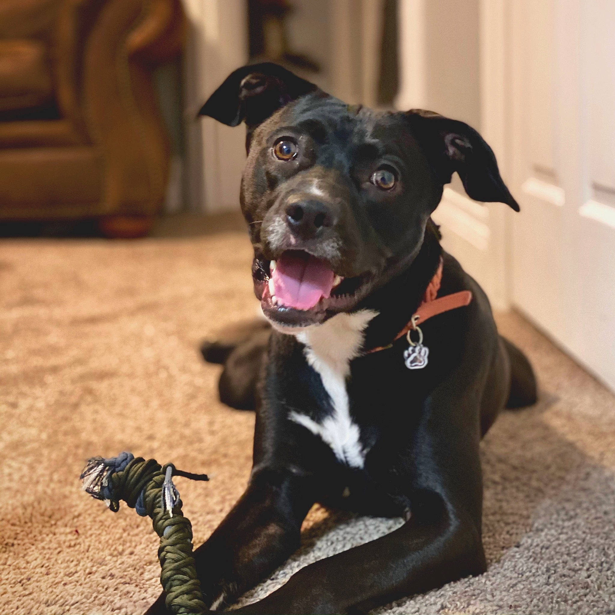 Abby joined the competition — help win amazing prizes! borador, carnivore, collar, companion_dog, dog, dog_breed, dog_collar, fashion_accessory, fur, glove, guard_dog, leash, molosser, non_sporting_group, paw, pet_supply, snout, whiskers, working_animal, working_dog