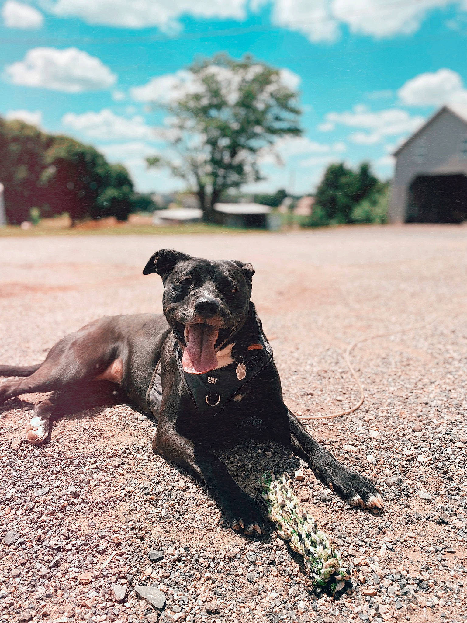 Abby is registered to the contest to win money with this photo: asphalt, carnivore, cloud, collar, companion_dog, dog, dog_breed, dog_collar, fawn, grass, plant, road_surface, sky, snout, soil, tail, tints_and_shades, tree, wood, working_animal