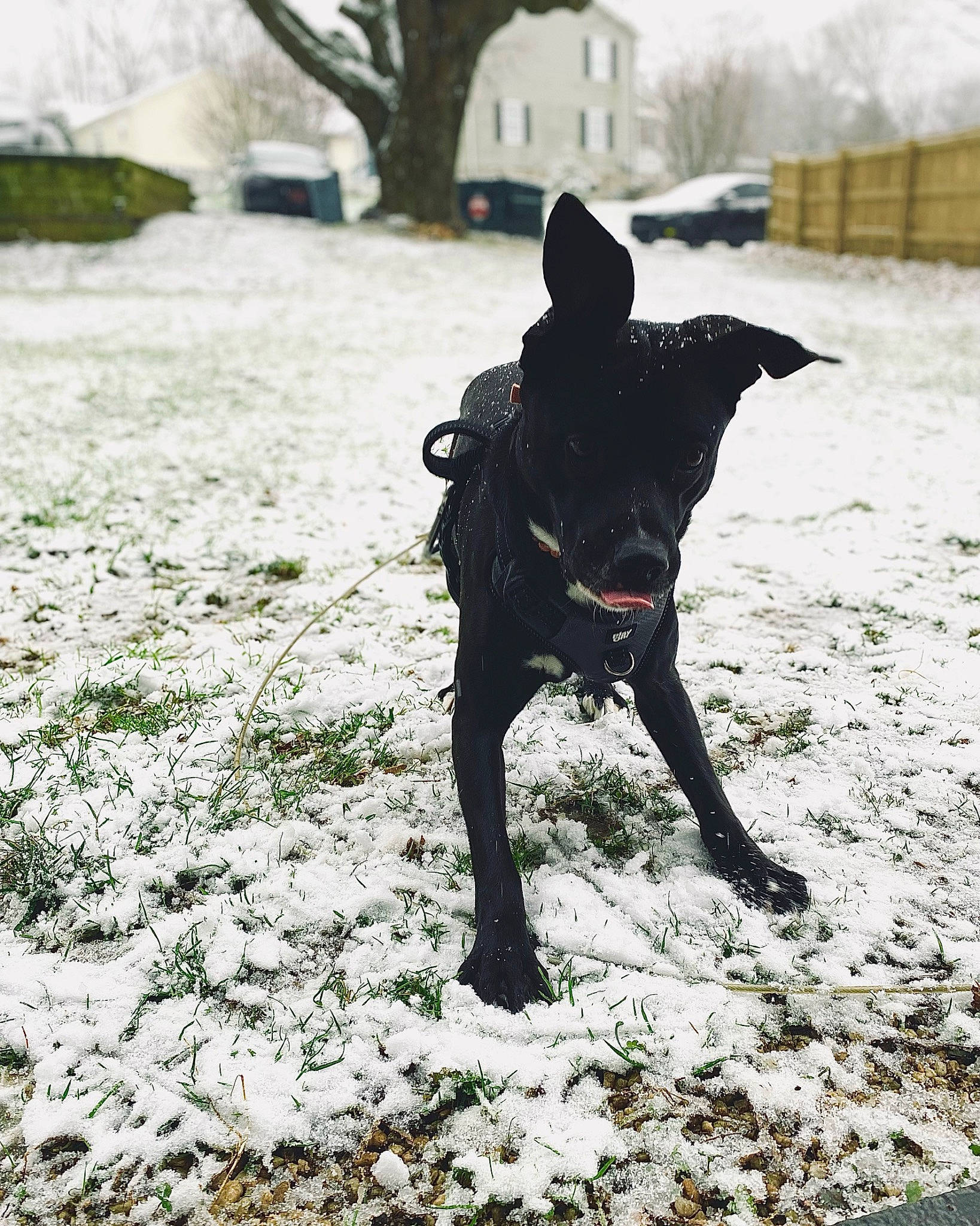 Abby is registered to the contest to win money with this photo: art, canidae, dog_breed, door, freezing, grass, monochrome, monochrome_photography, personal_protective_equipment, plant, precipitation, recreation, shadow, snow, soil, sporting_group, tree, walking, winter, working_animal