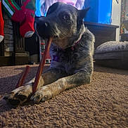Miss Nellie is registered to the contest to win money with this photo: dog, carpet, chewing, treat, stockings, fireplace, indoor, pet, furniture, holiday, cozy, relaxed, canine, collar, purple_tag, blurred_background, tv_screen, paws, lying_down, domestic