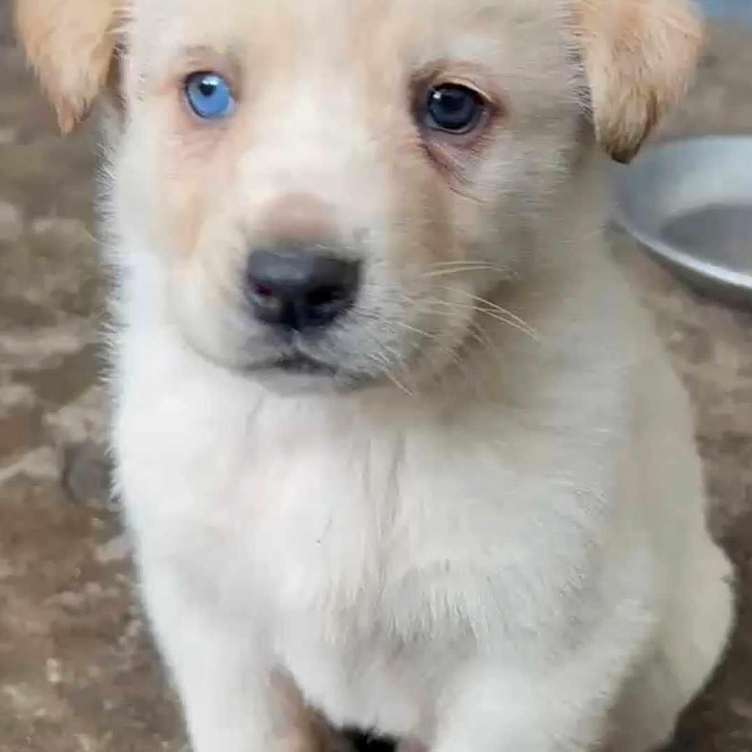 Taïko a rejoint le concours — aidez-le/la à gagner de superbes lots ! adorable, animal, blue_eye, bowl, brown_eye, canine, cute, dog, domestic_animal, ears, floor, fur, indoor, paw, pet, puppy, sitting, snout, white_fur, young