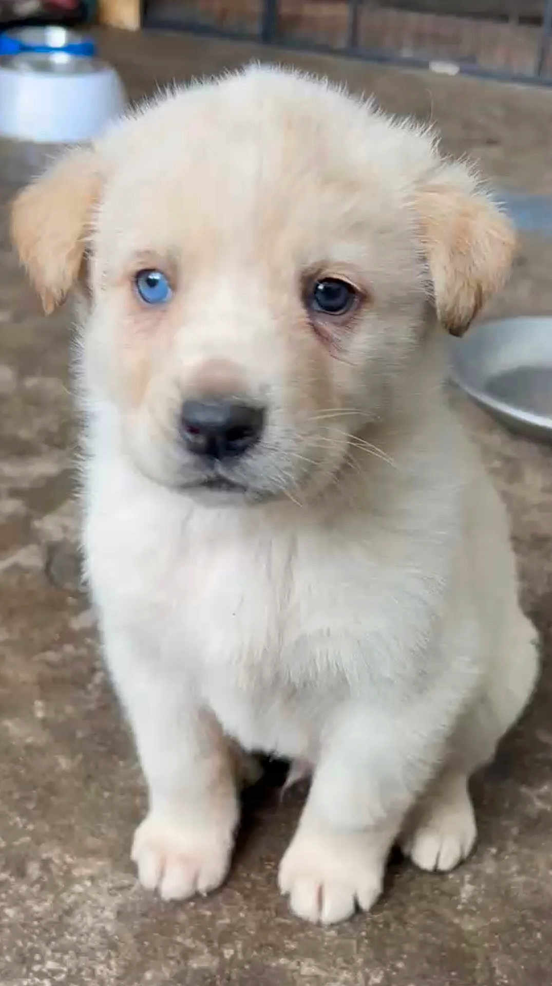 Taïko a rejoint le concours — aidez-le/la à gagner de superbes lots ! adorable, animal, blue_eye, bowl, brown_eye, canine, cute, dog, domestic_animal, ears, floor, fur, indoor, paw, pet, puppy, sitting, snout, white_fur, young