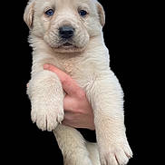 Taïko participe au concours pour gagner de l'argent avec cette photo : puppy, dog, animal, pet, cute, fluffy, light_fur, paw, nose, ears, hand, holding, young, adorable, portrait, close_up, soft, furry, looking_at_camera, isolated