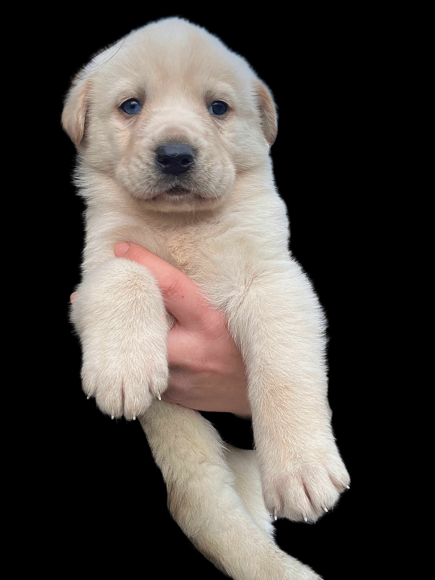 Taïko participe au concours pour gagner de l'argent avec cette photo : puppy, dog, animal, pet, cute, fluffy, light_fur, paw, nose, ears, hand, holding, young, adorable, portrait, close_up, soft, furry, looking_at_camera, isolated