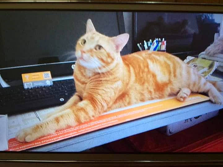 Némo participe au concours pour gagner de l'argent avec cette photo : carnivore, cat, comfort, computer, computer_keyboard, computer_monitor, display_device, domestic_short_haired_cat, electronic_device, felidae, flat_panel_display, fur, output_device, paw, rectangle, small_to_medium_sized_cats, tail, whiskers, window, wood