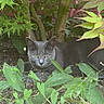 cat, gray_cat, green_eyes, foliage, plants, tree_trunks, leaves, outdoor, nature, grass, crouching, animal, pet, wildlife, garden, curious, mammal, closeup, daylight, quiet