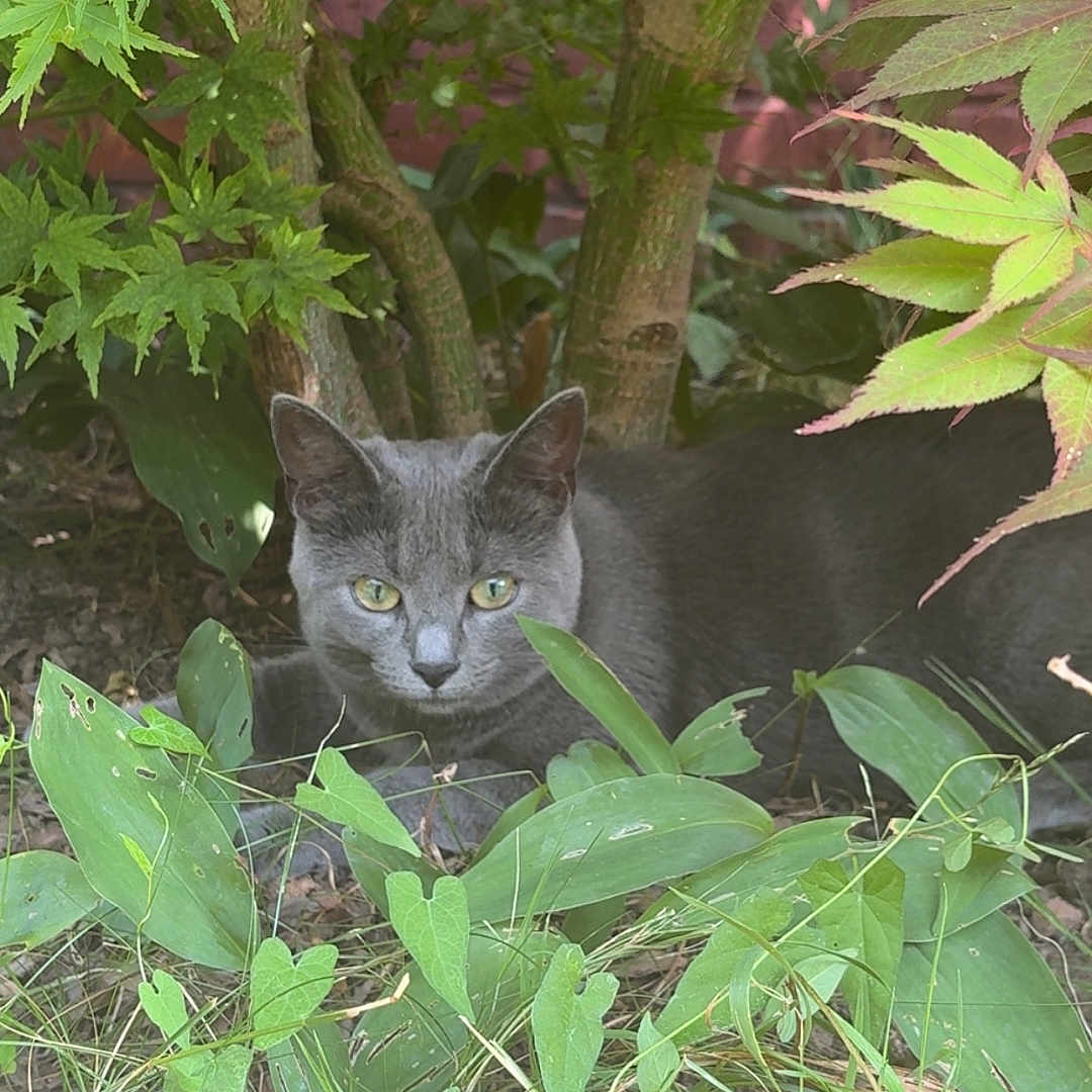 Arya a rejoint le concours — aidez-le/la à gagner de superbes lots ! cat, gray_cat, green_eyes, foliage, plants, tree_trunks, leaves, outdoor, nature, grass, crouching, animal, pet, wildlife, garden, curious, mammal, closeup, daylight, quiet