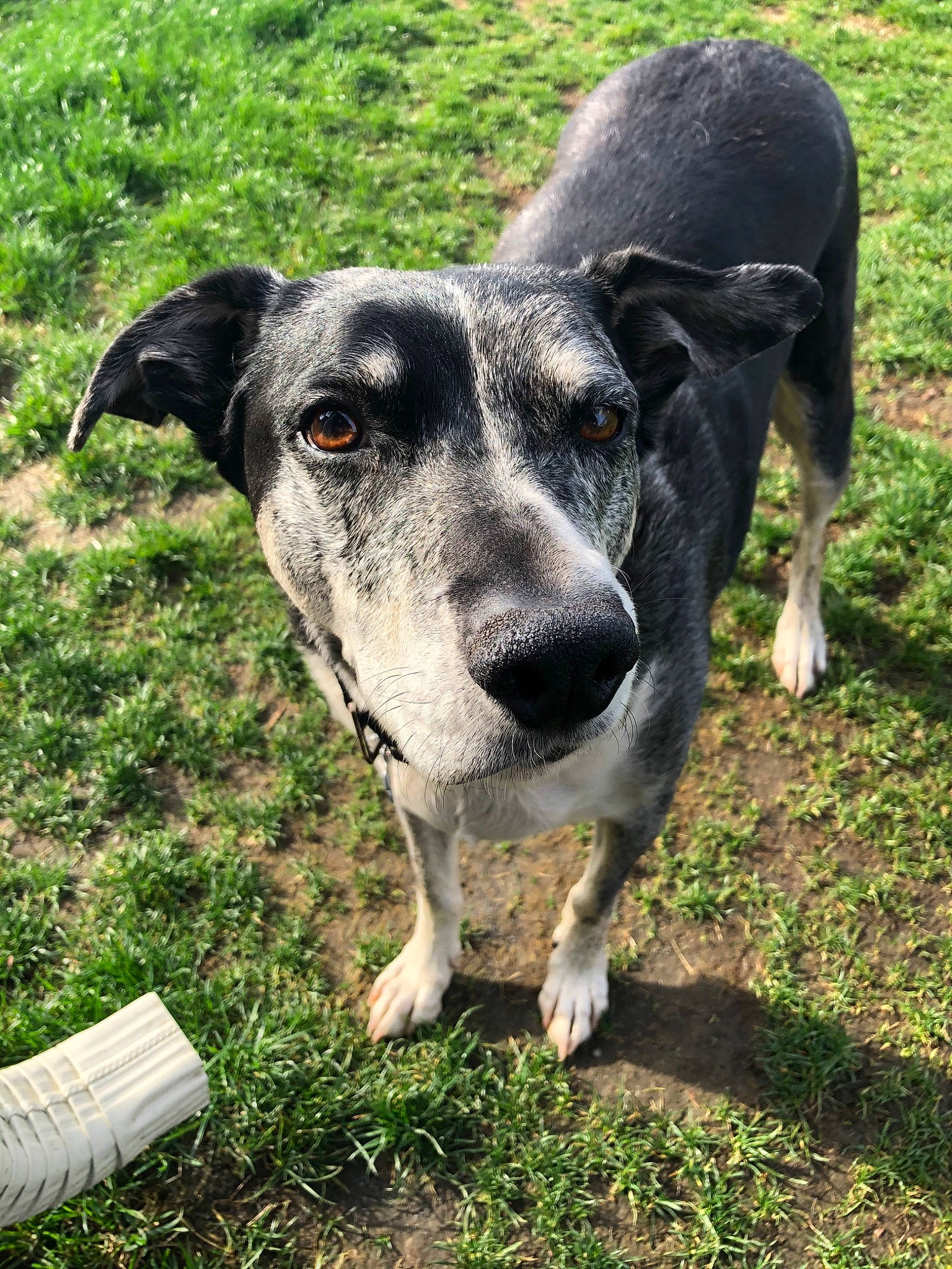 Boomer is registered to the contest to win money with this photo: american_staghound, canidae, carnivore, dog, dog_breed, galgo_espanol, grass, greyhound, hortaya_borzaya, lurcher, mammal, plant, rare_breed_dog, snout, sporting_group, vertebrate