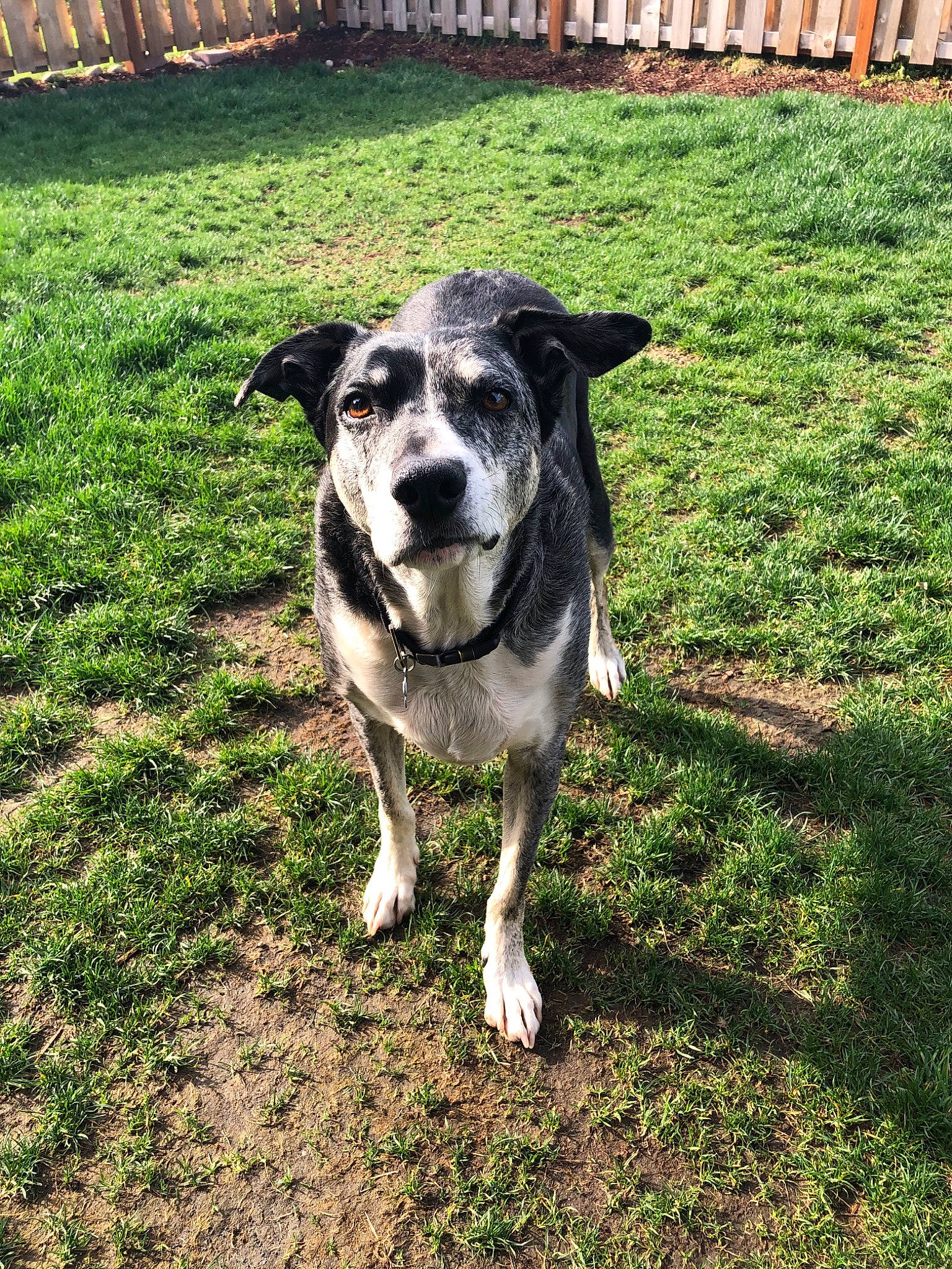 Boomer joined the competition — help win amazing prizes! australian_cattle_dog, canidae, carnivore, catahoula_bulldog, companion_dog, dog, dog_breed, herding_dog, louisiana_catahoula_leopard_dog, mammal, plant, rare_breed_dog, snout, sporting_group, texas_heeler, vertebrate, working_dog