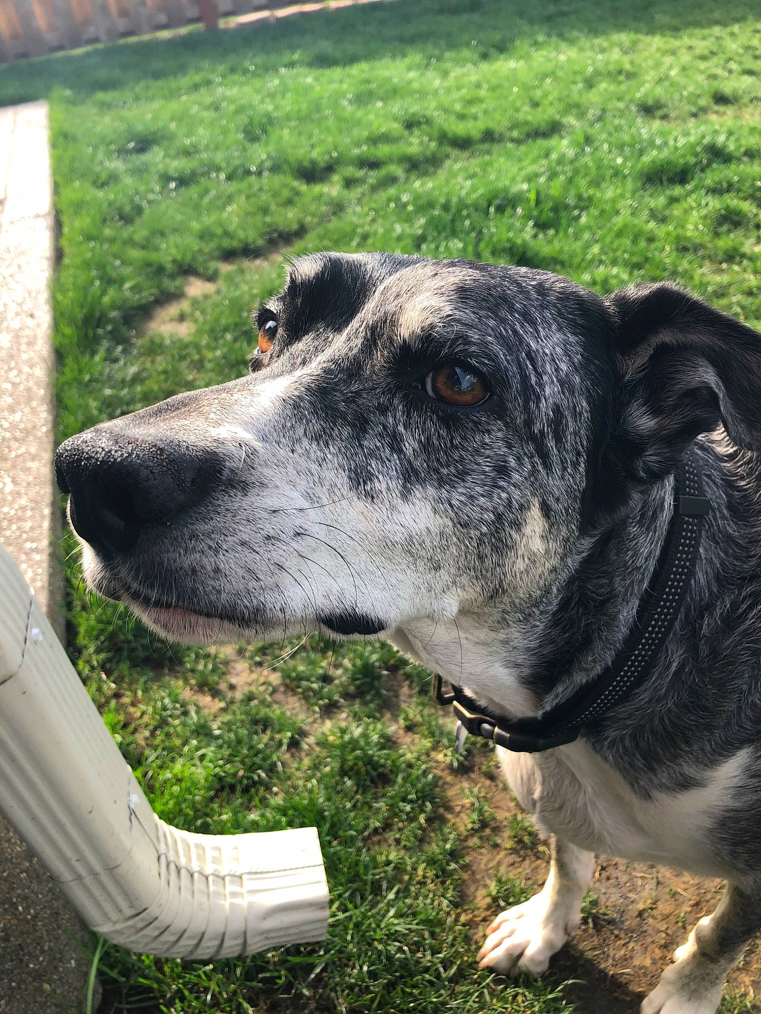 Boomer is registered to the contest to win money with this photo: canidae, carnivore, dog, dog_breed, grass, lawn, louisiana_catahoula_leopard_dog, mammal, plant, snout, sporting_group