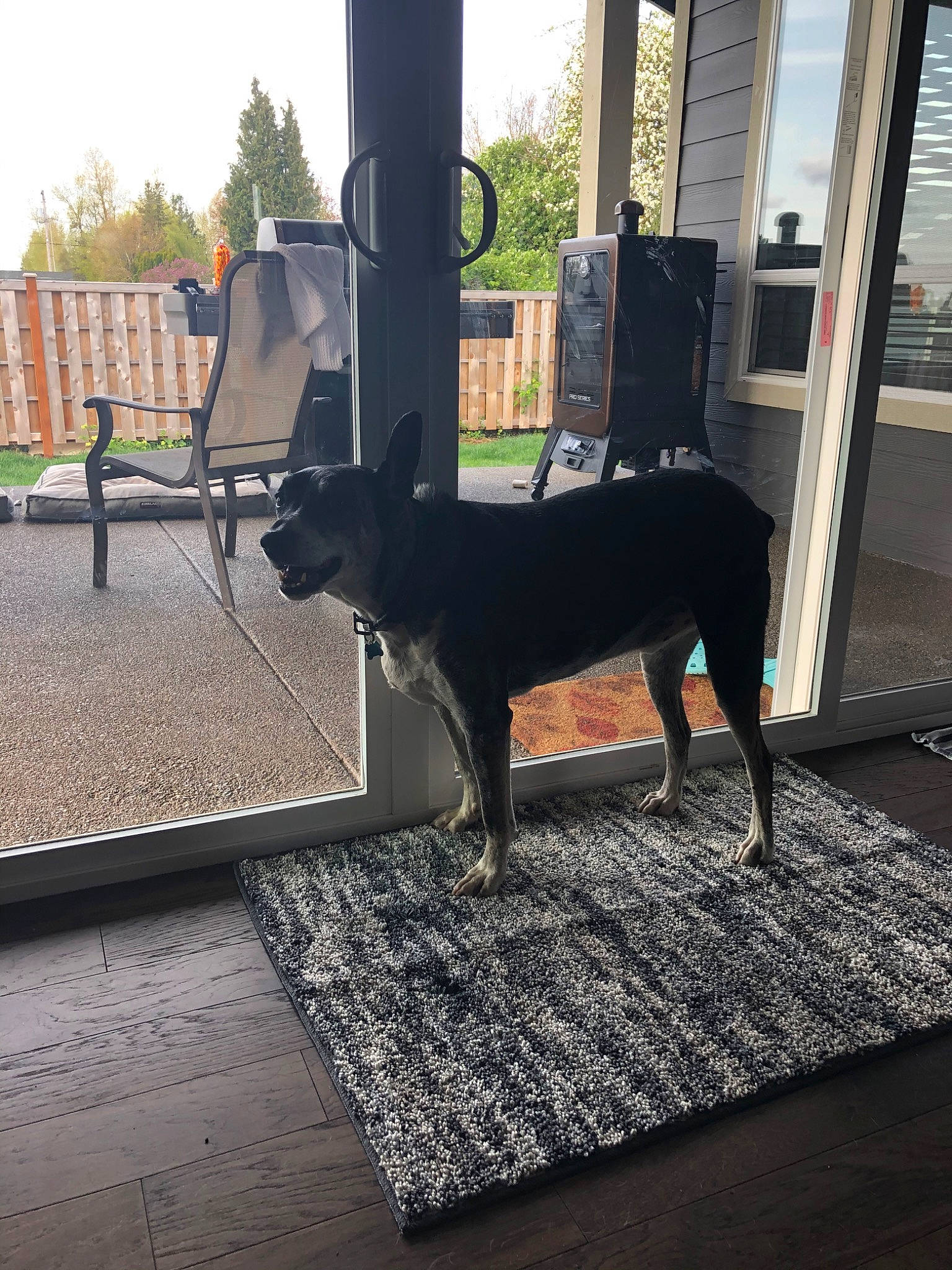 Boomer joined the competition — help win amazing prizes! canidae, carnivore, dobermann, dog, dog_breed, floor, german_pinscher, guard_dog, home, house, iron, mammal, metal, miniature_pinscher, prazsky_krysarik, square, tail, window, working_dog
