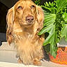 dog, long_hair, golden, plant, leafy_plant, pot, sunlight, indoor, furniture, cabinet, pet, cute, portrait, animal, domestic_animal, canine, fur, whiskers, ears, nose