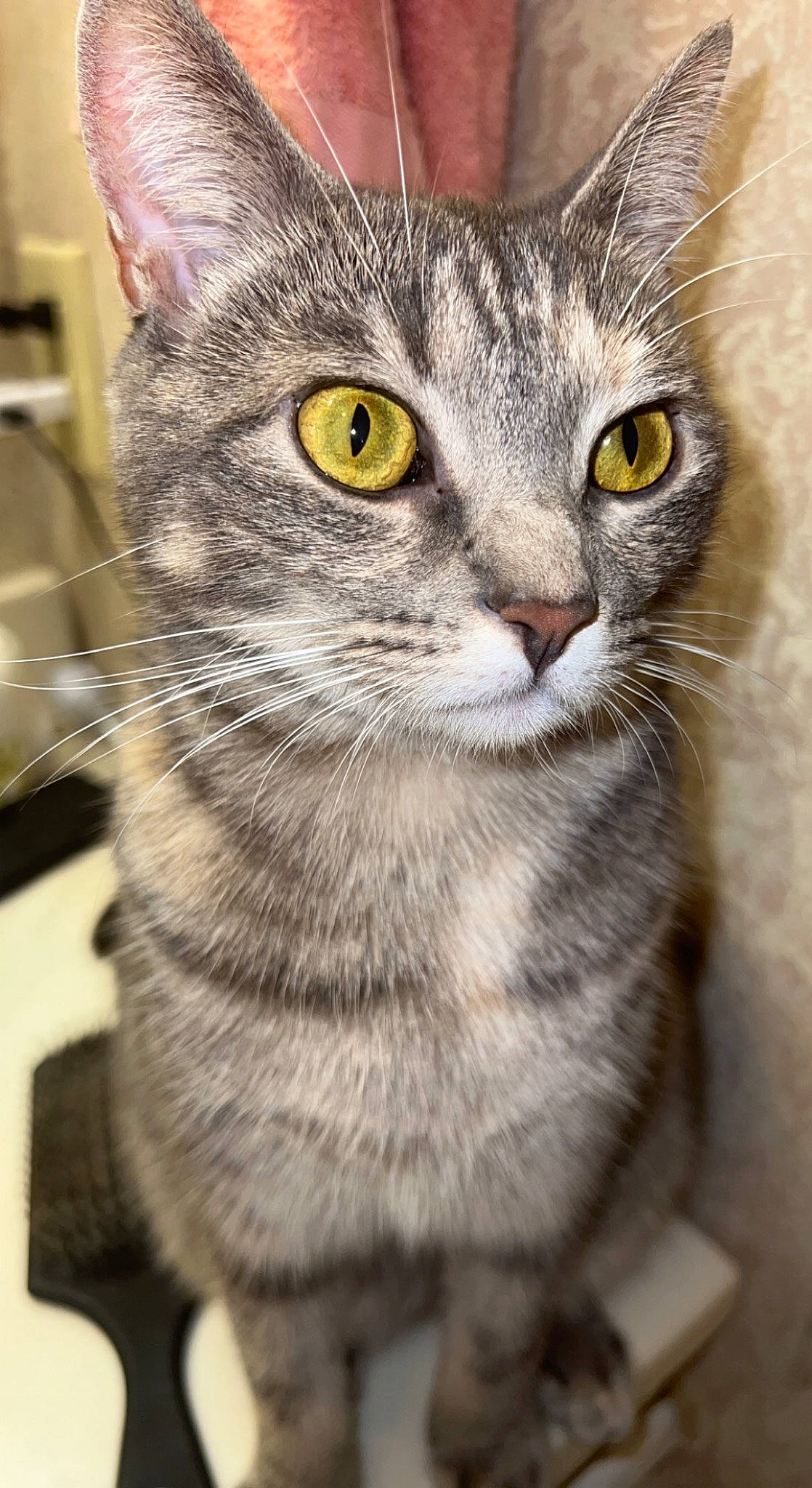 Punkin is registered to the contest to win money with this photo: carnivore, cat, close_up, domestic_short_haired_cat, door, felidae, fur, iris, photography, small_to_medium_sized_cats, snout, terrestrial_animal, whiskers