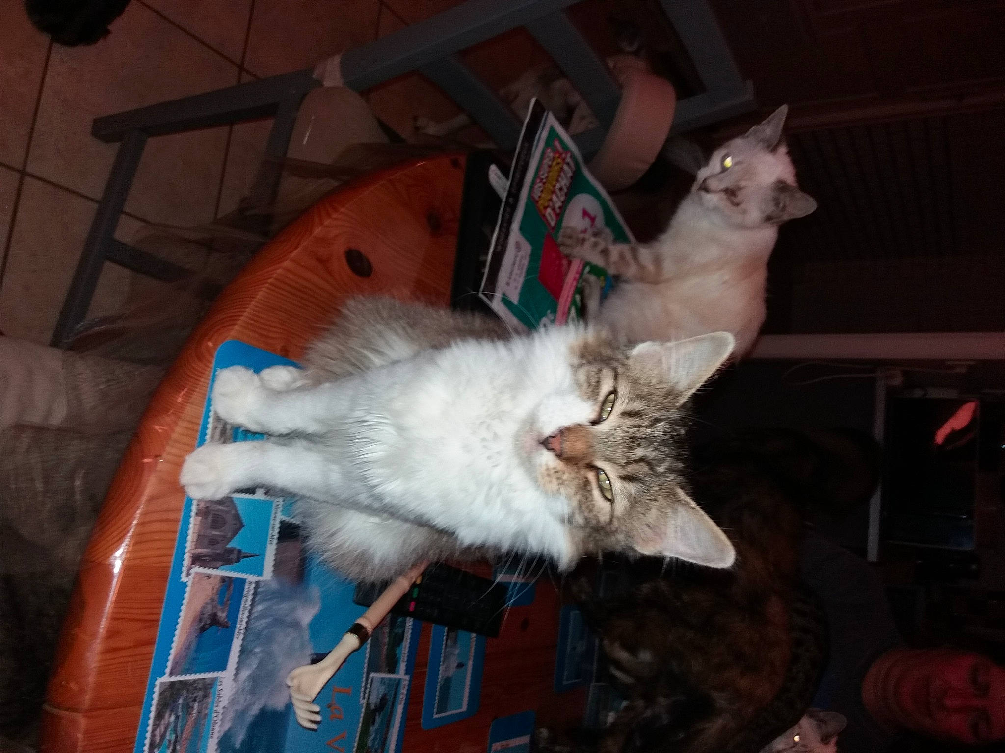 Betty a rejoint le concours — aidez-le/la à gagner de superbes lots ! carnivore, cat, chair, claw, domestic_short_haired_cat, fawn, felidae, fur, lap, paw, small_to_medium_sized_cats, tail, whiskers