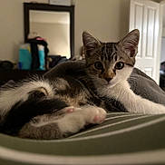 Chloe is registered to the contest to win money with this photo: kitten, cat, indoor, animal, pet, feline, fur, whiskers, eyes, curious, striped, soft, cozy, bedroom, mirror, blurred_background, relaxed, young, cute, paw