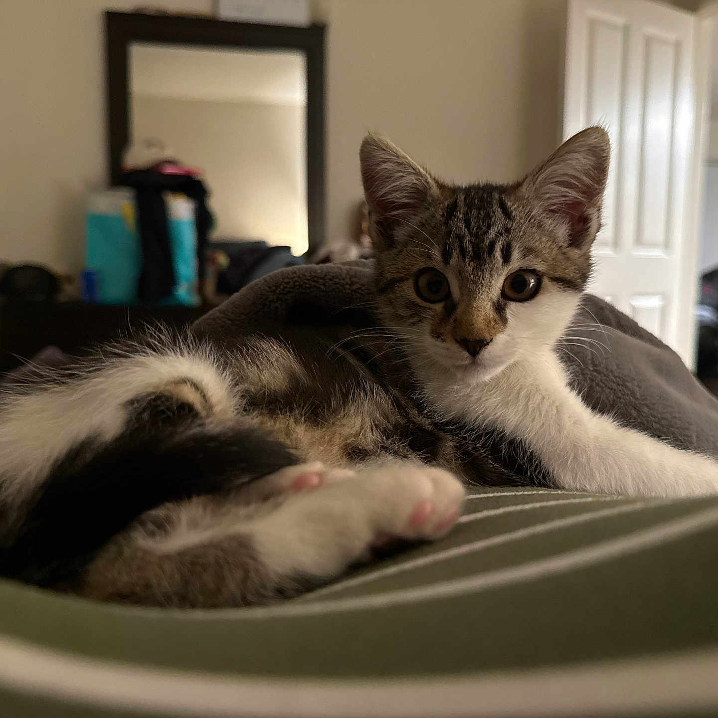 Chloe is registered to the contest to win money with this photo: animal, bedroom, blurred_background, cat, cozy, curious, cute, eyes, feline, fur, indoor, kitten, mirror, paw, pet, relaxed, soft, striped, whiskers, young
