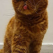 Nini a rejoint le concours — aidez-le/la à gagner de superbes lots ! cat, orange_cat, fluffy, tongue_out, indoor, pet, animal, cute, whiskers, fur, sitting, floor, wall, domestic_cat, portrait, feline, expression, close_up, paw, adorable