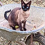 cat, siamese_cat, wheelbarrow, garden, gravel, leaves, bush, outdoor, pet, animal, blue_eyes, rustic, nature, feline, sitting, fur, wildlife, plant, wheel, closeup