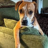 Willie is registered to the contest to win money with this photo: dog, couch, living_room, pet, brown_dog, green_couch, indoor, collar, relaxed, canine, furniture, house, portrait, animal, cute, home, domestic_animal, friendly, paw, looking