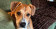 Willie joined the competition — help win amazing prizes! dog, couch, blanket, indoor, pet, brown, green, relaxing, portrait, canine, fur, collar, leisure, home, domestic_animal, looking, animal, comfort, furniture, closeup