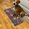 Willie joined the competition — help win amazing prizes! dog, brown_dog, pet, animal, indoor, flooring, wooden_floor, rug, collar, kitchen, appliance, curious, sitting, head_tilt, floor_mat, domestic, canine, mammal, companion, cute