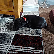 Rocky is registered to the contest to win money with this photo: puppy, dog, sleeping, black, collar, carpet, patterned, wooden_cabinet, indoor, floor_lamp, sunlight, shadow, furniture, home, cozy, resting, pet, animal, carpet_rug, floor