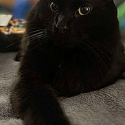 Sebastian joined the competition — help win amazing prizes! black_cat, cat, pet, animal, whiskers, fur, paw, indoor, cozy, relaxing, close_up, portrait, feline, cute, domestic_animal, mammal, soft_texture, laying_down, focused_eyes