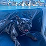 Oreo joined the competition — help win amazing prizes! dog, french_bulldog, pet, animal, boat, marina, water, sky, palm_trees, outdoor, leash, seat, relaxed, tongue_out, daytime, vacation, travel, summer, canine, cute