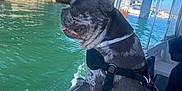 Oreo joined the competition — help win amazing prizes! dog, french_bulldog, boat, water, bridge, harness, sunny, outdoor, pet, animal, leisure, travel, blue_sky, canine, side_view, adventure, daytime, tongue_out, nature, vacation