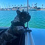 dog, french_bulldog, brindle, harness, boat, marina, water, sailboat, sky, outdoor, daytime, animal, pet, nature, calm, blue_sky, palm_tree, dock, leisure, vacation