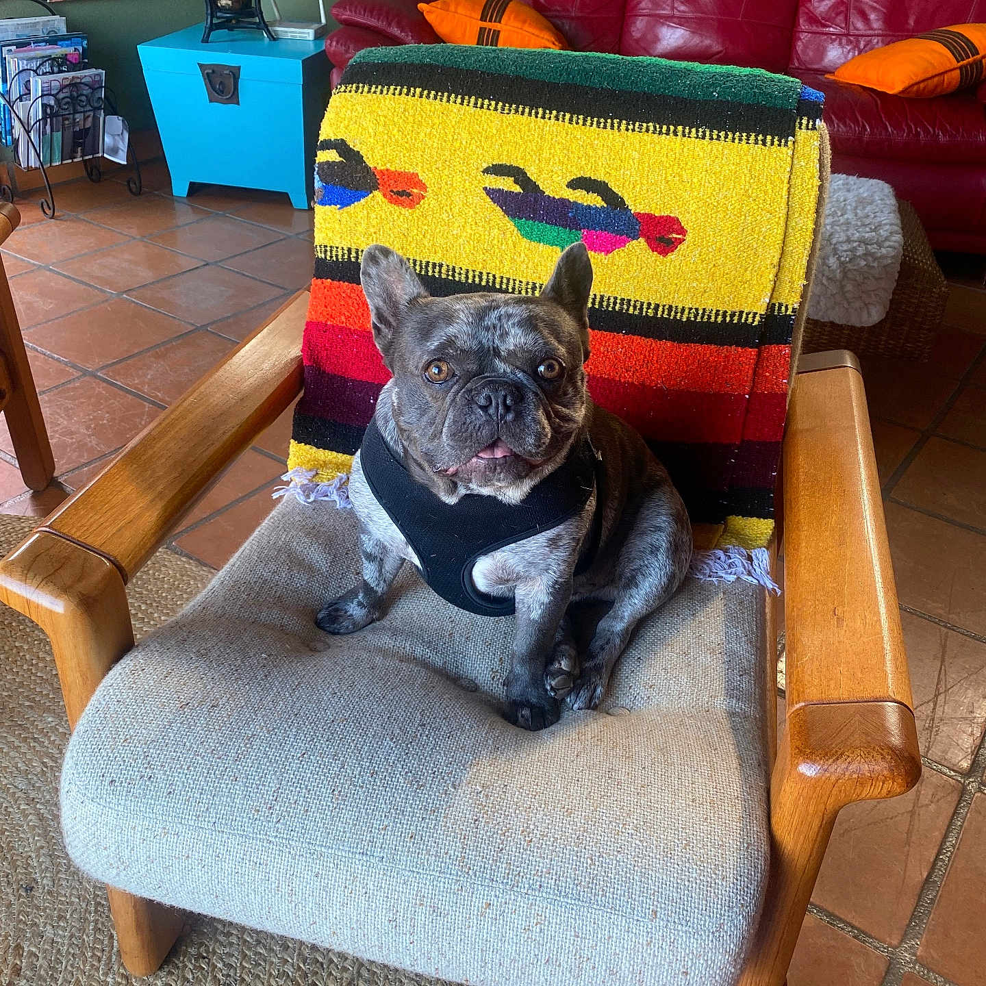Oreo is registered to the contest to win money with this photo: blanket, chair, colorful, comfort, cushion, decor, dog, floor_rug, french_bulldog, home, indoors, living_room, magazine_rack, orange_pillow, pet, pet_harness, red_couch, tile_floor, vase, wooden_furniture