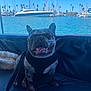 Oreo joined the competition — help win amazing prizes! dog, french_bulldog, harness, leather_couch, blanket, marina, boats, water, palm_trees, sky, outdoor, sunny, pet, animal, smiling, seated, daytime, nature, calm, relaxed