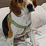 Copper is registered to the contest to win money with this photo: beagle, dog, pet, animal, canine, sitting, indoor, bed, white_bedspread, harness, green_harness, head_tilt, looking_up, ears, fur, brown, black, white, cute, portrait
