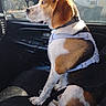 dog, beagle, car_interior, pet, animal, harness, seat, window, side_view, resting, domestic_animal, leash, brown, white, black, fur, ears, snout, sitting, daylight