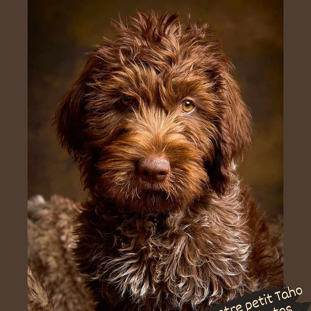 Taho participe au concours pour gagner de l'argent avec cette photo : advertisement, affenpinscher, airedale, animal, canine, cockerspaniel, dog, face, head, person, pet, photography, poodle, portrait, poster, puppy, snout, terrier, text, whitedog