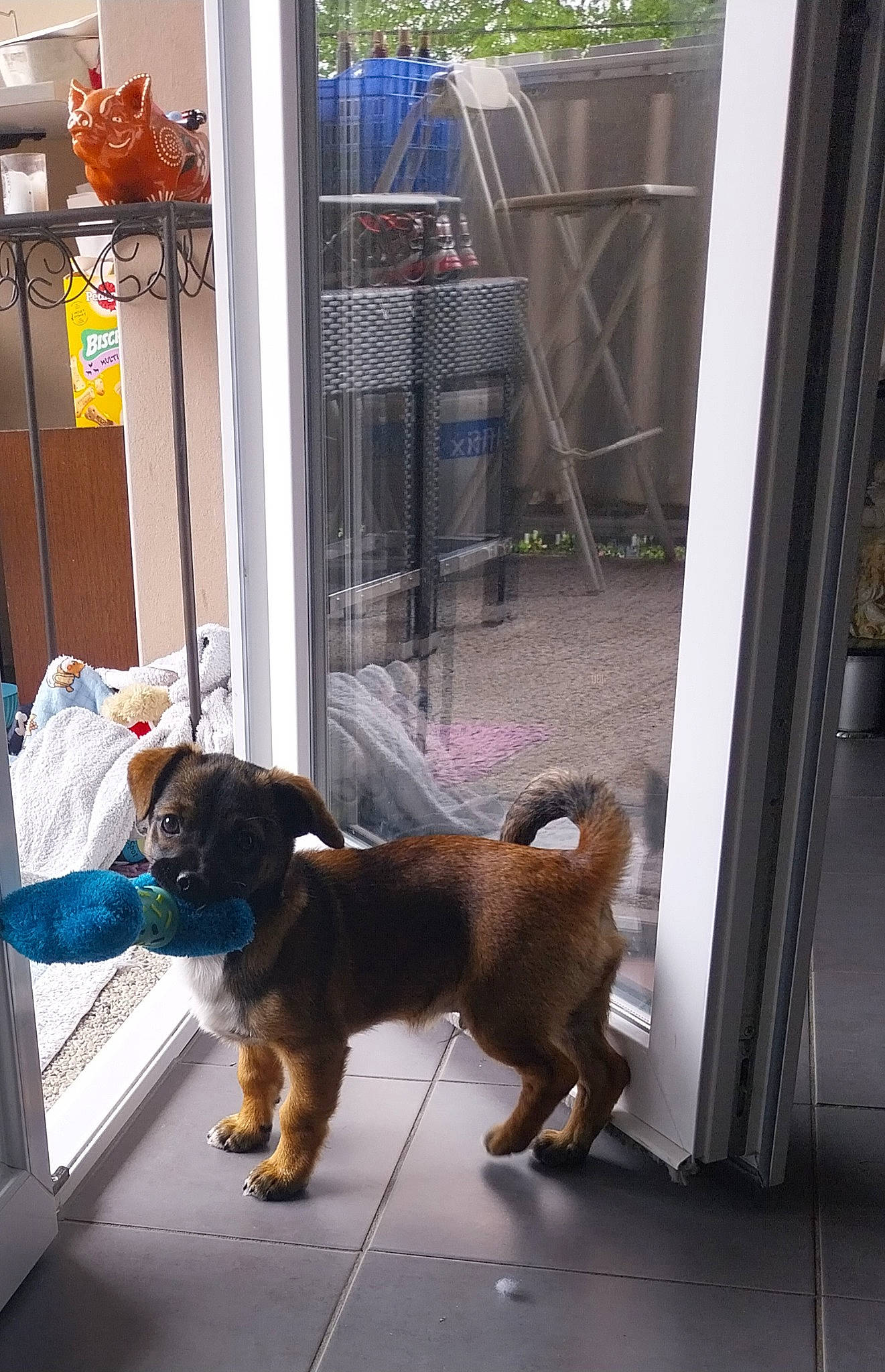 Ayrton participe au concours pour gagner de l'argent avec cette photo : airedale_terrier, carnivore, collar, companion_dog, dog, dog_breed, dog_supply, door, fawn, flooring, fur, leash, liver, pet_supply, sidewalk, sporting_group, tail, toy_dog, welsh_terrier, working_animal