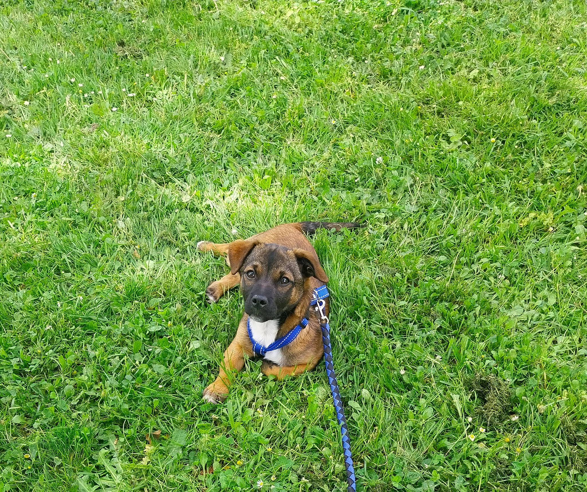 Ayrton participe au concours pour gagner de l'argent avec cette photo : carnivore, collar, companion_dog, dog, dog_breed, dog_clothes, dog_collar, dog_supply, fawn, grass, grassland, groundcover, lawn, leash, pet_supply, plant, snout, tail, toy_dog, working_animal