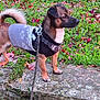 Ayrton participe au concours pour gagner de l'argent avec cette photo : alert, animal, black, brown, canine, cute, dog, fall, grass, leash, leaves, nature, outdoor, pet, side_view, small_dog, stone, sweater, walking, white
