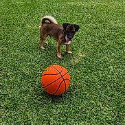 Ayrton participe au concours pour gagner de l'argent avec cette photo : animal, ball, basketball, brown_dog, cute, daylight, dog, field, fun, grass, green_grass, nature, outdoor, pet, playful, small_dog, sport, summer, tongue, toy