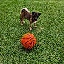 animal, ball, basketball, brown_dog, cute, daylight, dog, field, fun, grass, green_grass, nature, outdoor, pet, playful, small_dog, sport, summer, tongue, toy