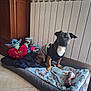animal, blanket, bone, cozy, cute, dog, dog_bed, floor, heart_pillow, indoor, pet, plush_toys, portrait, radiator, resting, small_dog, sweater, tile_floor, toy, wooden_cabinet