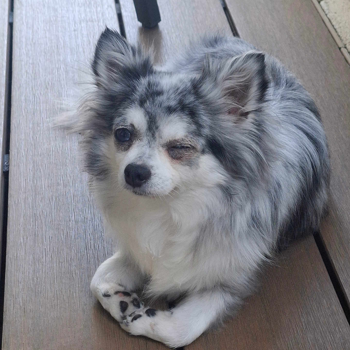 Bella participe au concours pour gagner de l'argent avec cette photo : animal, companion, cute, dog, domestic_animal, ears, fluffy, friendly, fur, looking, lying_down, one_eye_closed, outdoor, paws, pet, relaxed, resting, small_dog, winking, wooden_deck