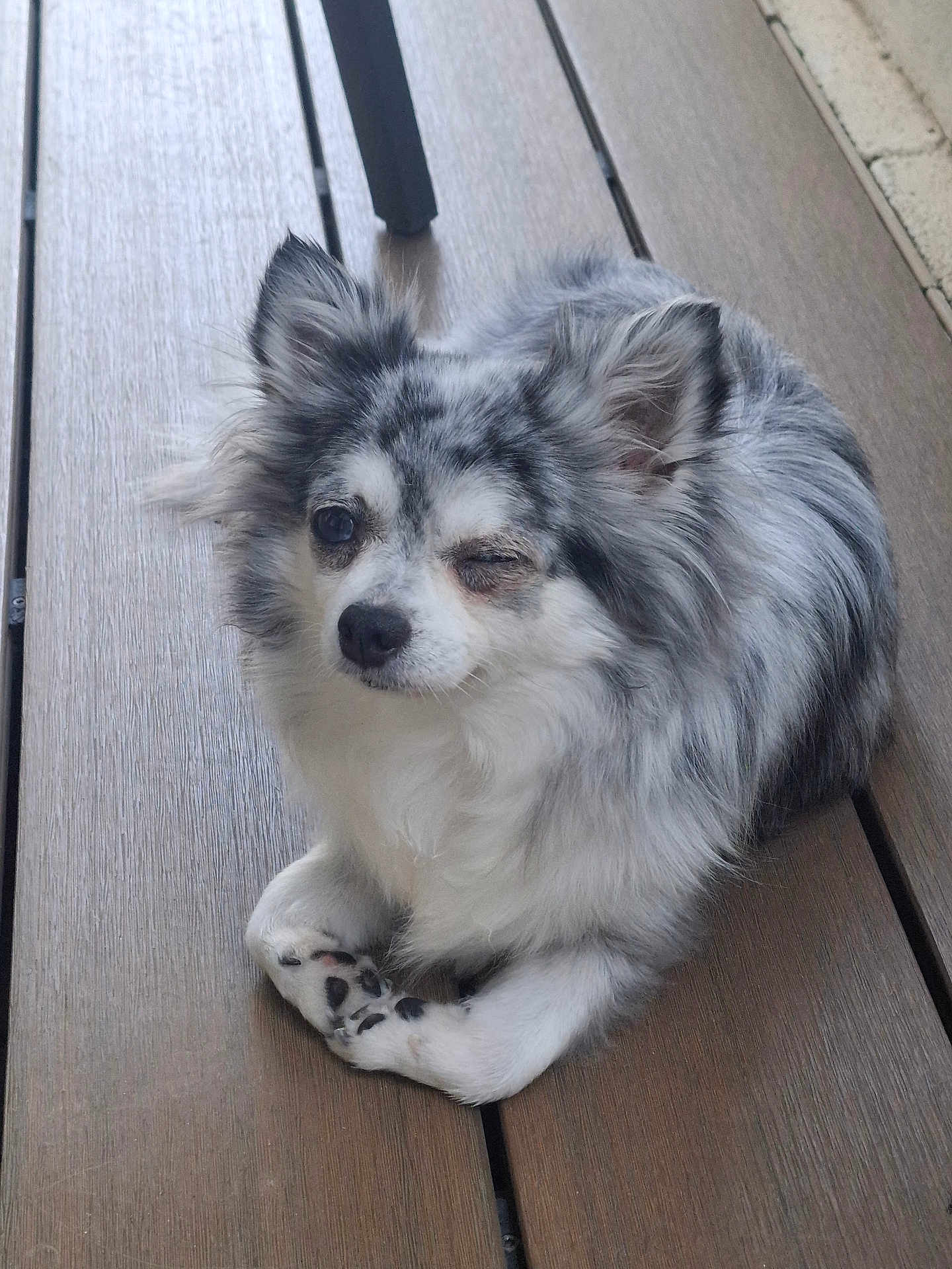 Bella participe au concours pour gagner de l'argent avec cette photo : dog, small_dog, fluffy, winking, wooden_deck, pet, cute, resting, animal, fur, ears, paws, outdoor, relaxed, companion, domestic_animal, friendly, looking, one_eye_closed, lying_down