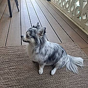 Bella a rejoint le concours — aidez-le/la à gagner de superbes lots ! dog, pet, small_dog, long_hair, speckled_fur, porch, wooden_floor, rug, side_view, sitting, ears_up, tail, outdoor, fence, quiet, calm, domestic_animal, animal, companion, home
