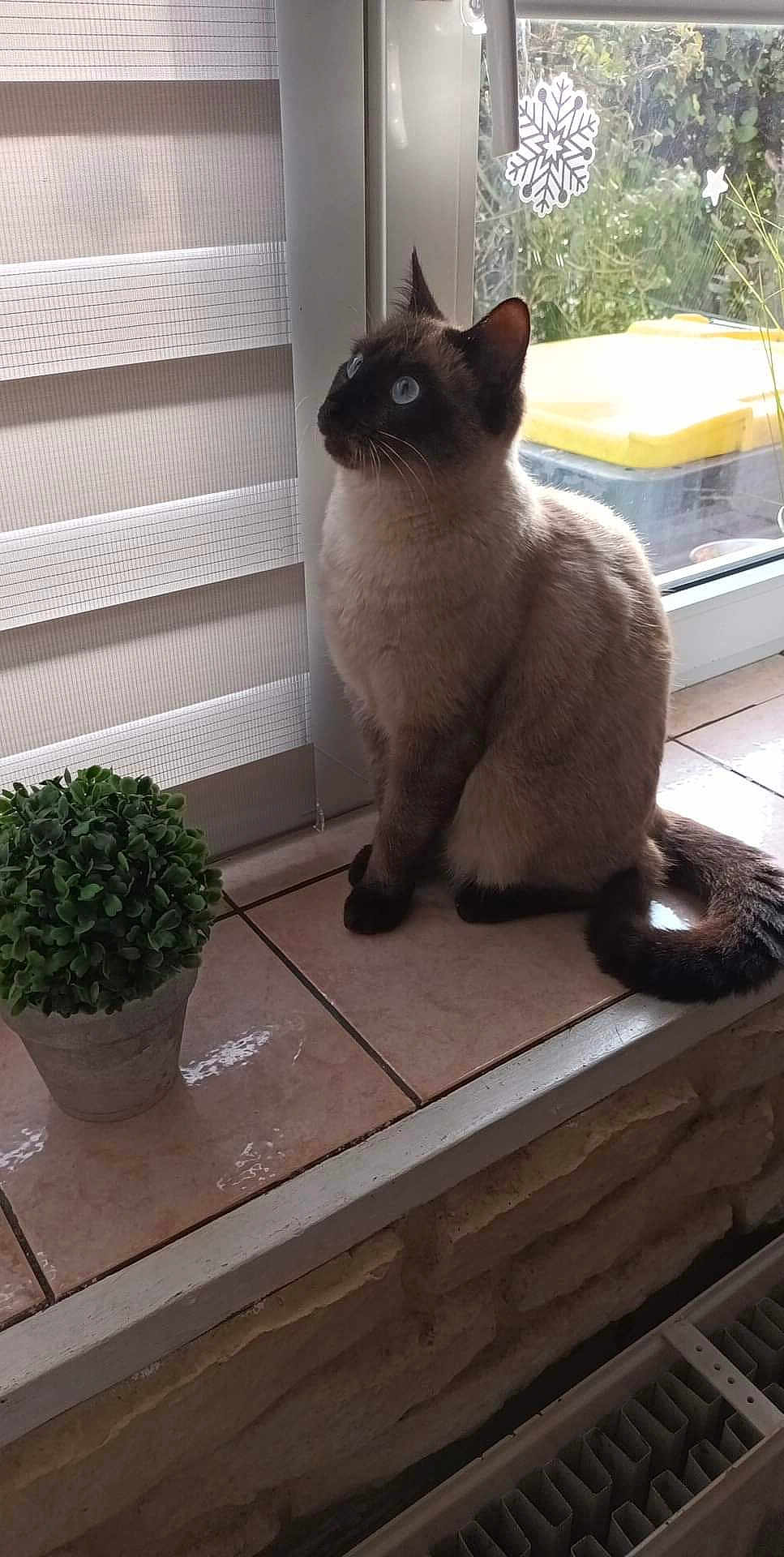 Chaton